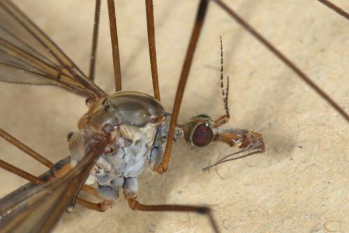 Réf. 302 077 : Tipula sp.
